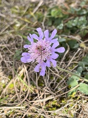 Scabiosa