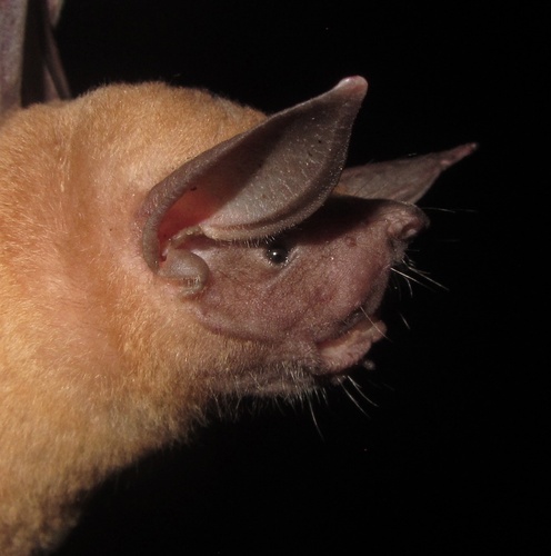 Lesser Bulldog Bat