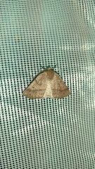 Dectochilus antucaria