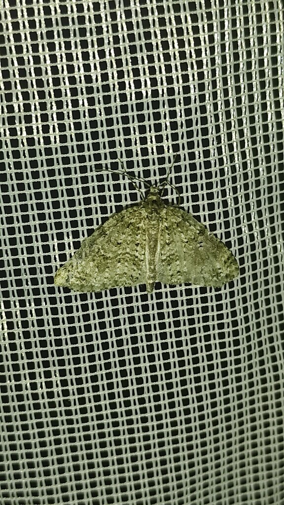 Hoplosauris indistincta