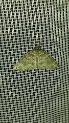 Hoplosauris indistincta