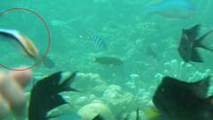 Labroides dimidiatus