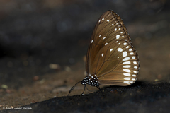 Euploea klugii