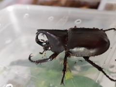 Xylotrupes