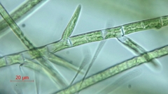 Stigeoclonium
