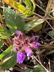 Prunella grandiflora