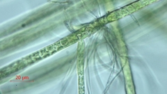 Stigeoclonium