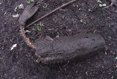 Siluriformes
