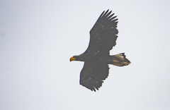 Haliaeetus pelagicus