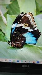 Morpho