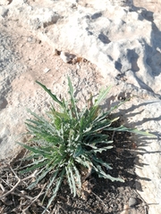 Launaea lanifera