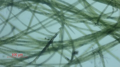 Stigeoclonium