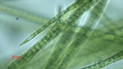 Stigeoclonium