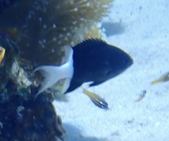 Pycnochromis margaritifer