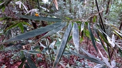 Bambusoideae