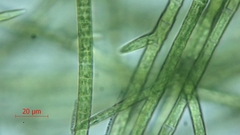 Stigeoclonium