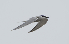 Sterna hirundo longipennis