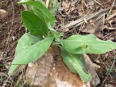 Nicotiana glauca