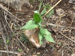 Nicotiana glauca