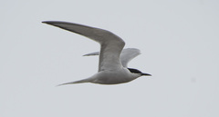 Sterna hirundo longipennis