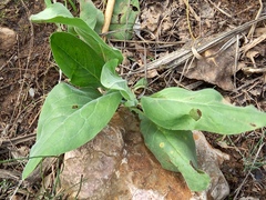 Nicotiana glauca