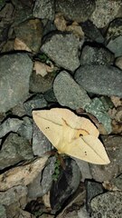 Adetomeris microphthalma