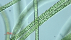 Stigeoclonium
