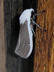 Creatonotos transiens