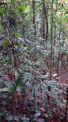 Bambusoideae