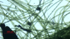 Stigeoclonium