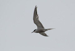 Sterna hirundo longipennis