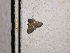 Condica illecta