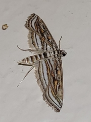 Parapoynx fluctuosalis