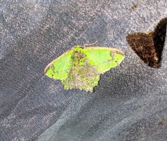 Agathia cristifera