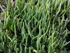 Cladonia ochrochlora