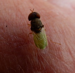 Hedriodiscus vertebratus