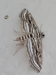 Parapoynx fluctuosalis