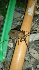 Acanthinodera cumingii