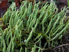 Cladonia ochrochlora
