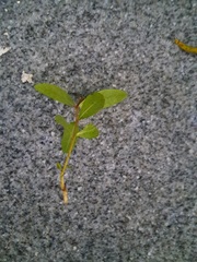 Quercus laurifolia