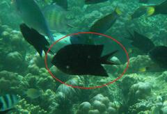 Acanthochromis polyacanthus