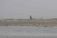 Haliaeetus pelagicus