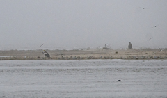 Haliaeetus pelagicus