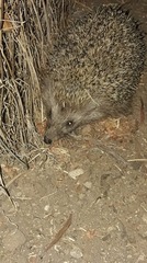 Erinaceus roumanicus