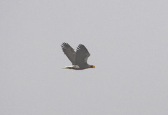Haliaeetus pelagicus