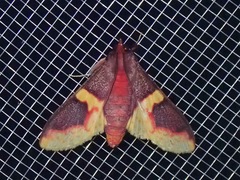 Pachynoa purpuralis