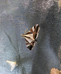 Agrioglypta excelsalis