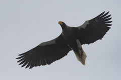 Haliaeetus pelagicus