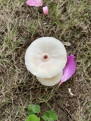 Leucoagaricus lacrymans