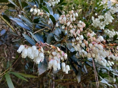 Pieris japonica taiwanensis